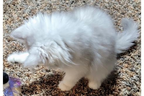 成約済の埼玉県のサイベリアン-20881の3枚目